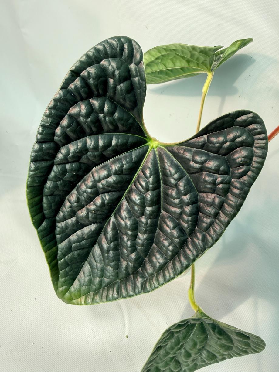 Anthurium Luxurians 05