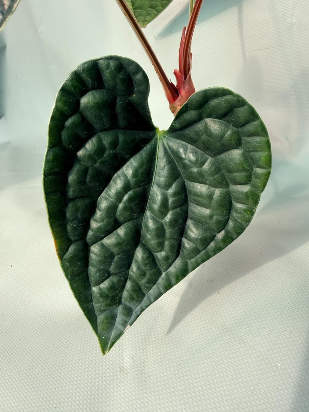 Anthurium Luxurians 06