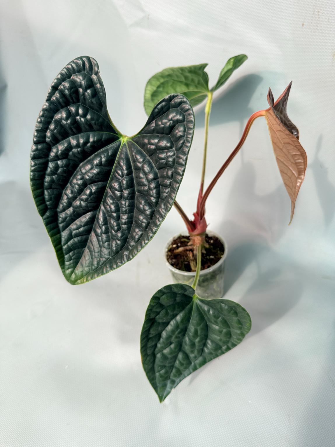 Anthurium Luxurians 07