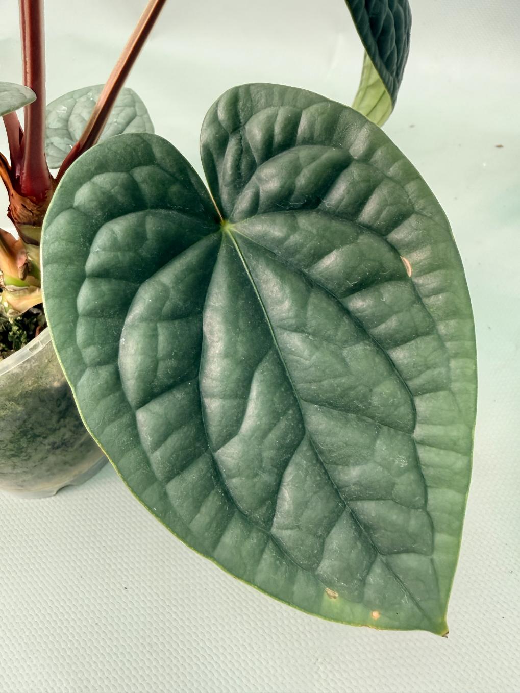 Anthurium Luxurians 09