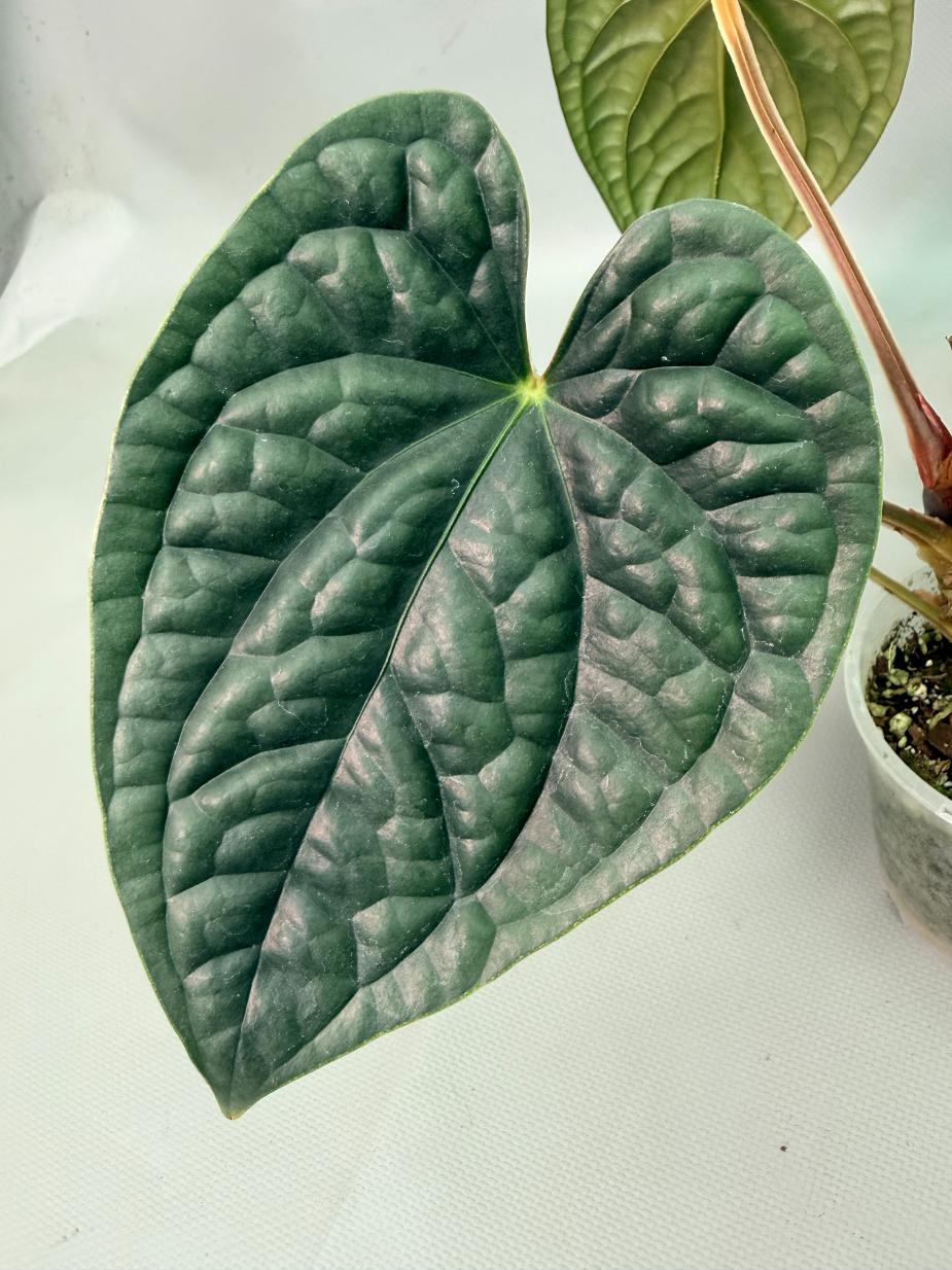 Anthurium Luxurians 10