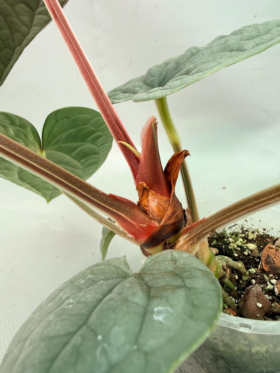 Anthurium Luxurians 11