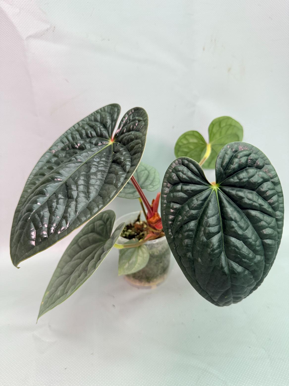 Anthurium Luxurians 03