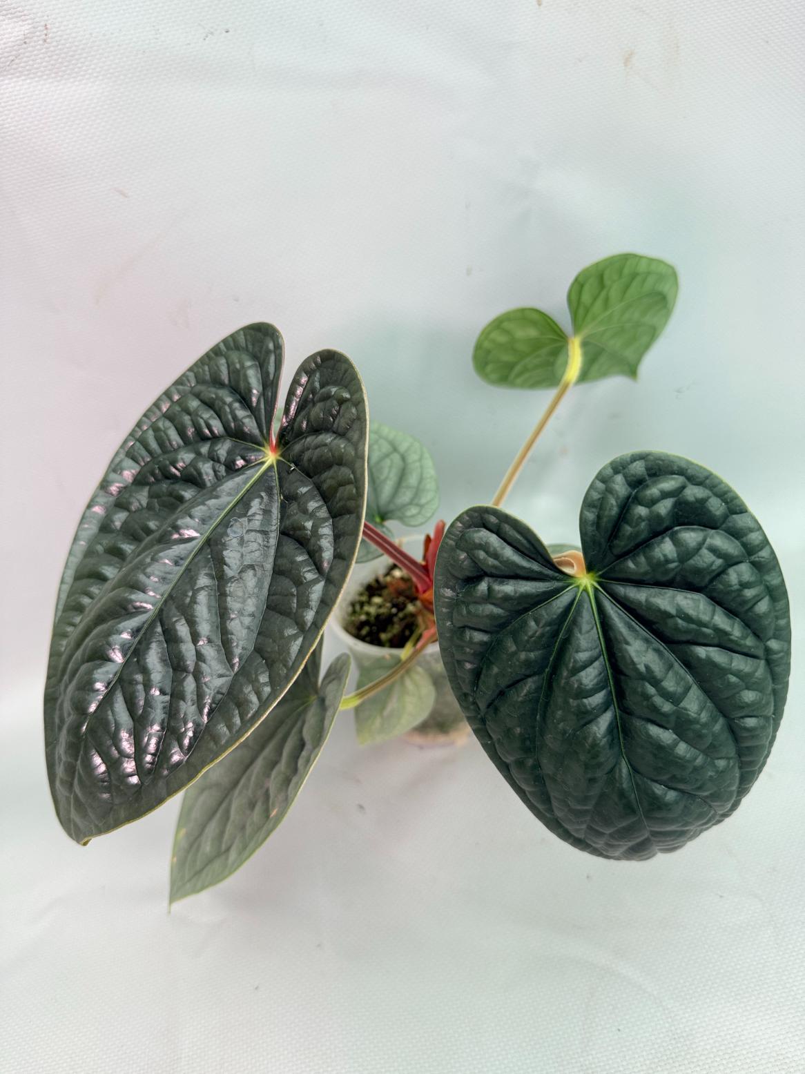 anthurium luxurians Anthurium Luxurians