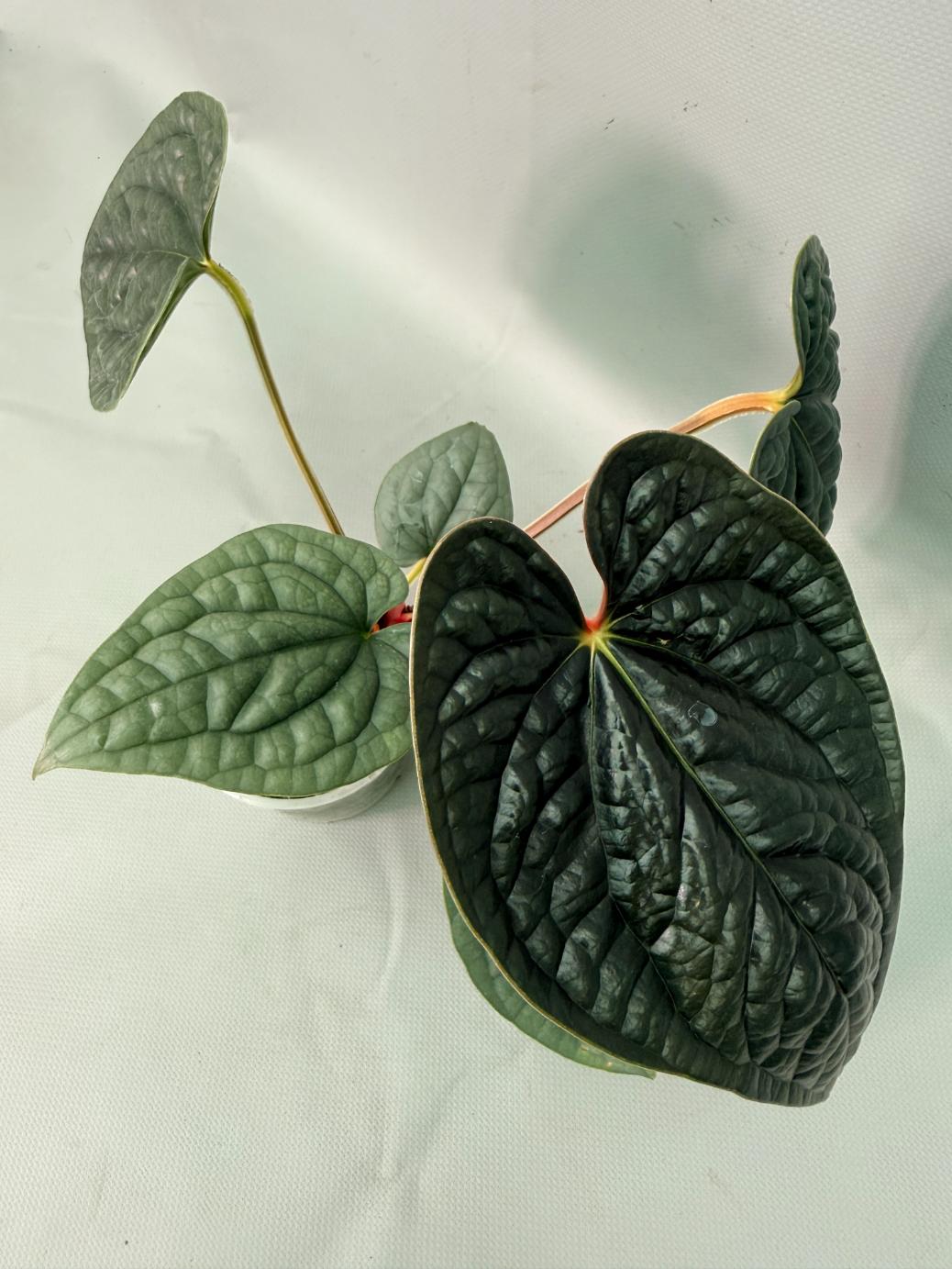 Anthurium Luxurians 05