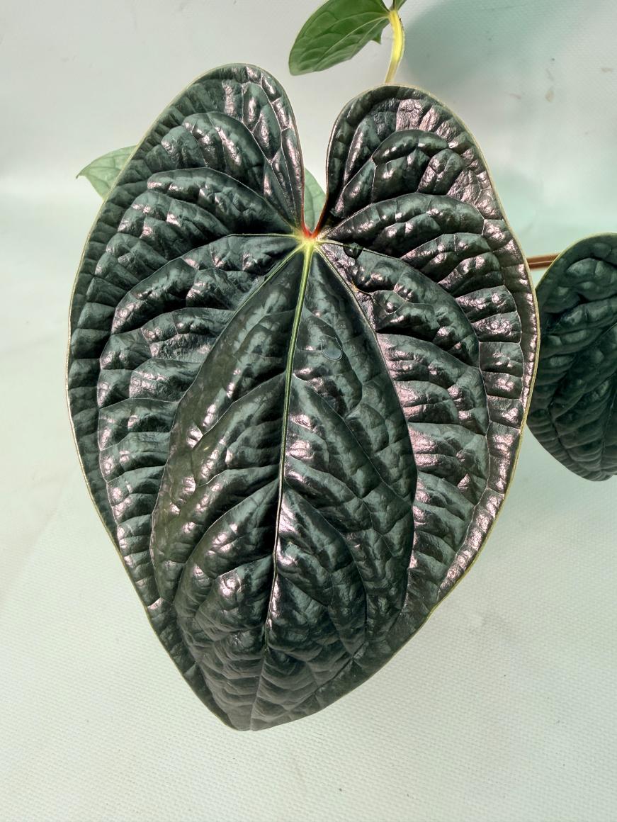 Anthurium Luxurians 06