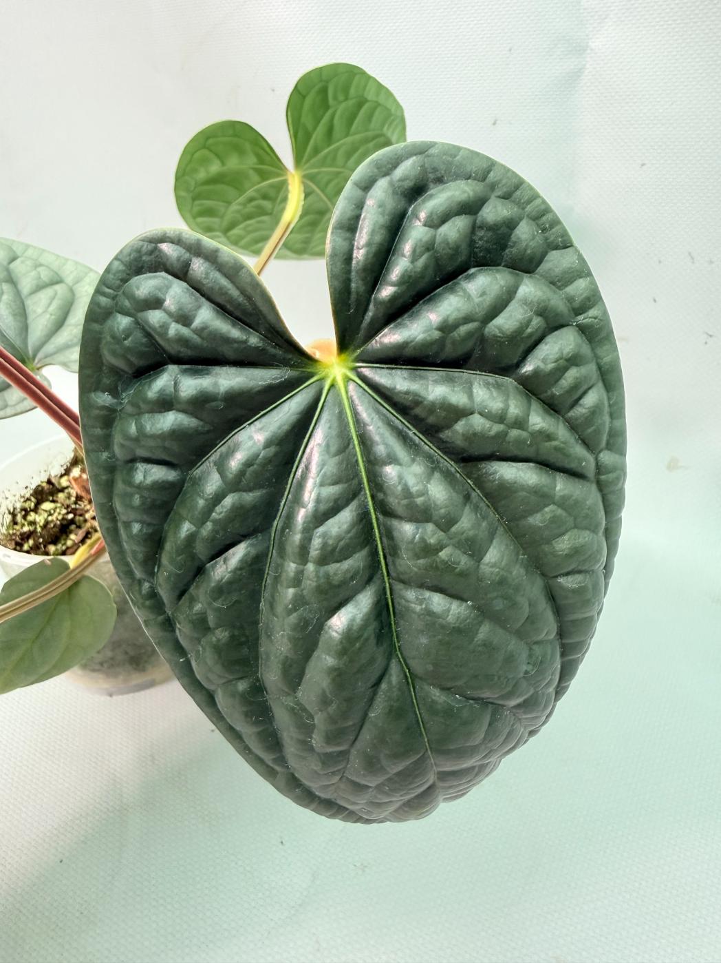 Anthurium Luxurians 07