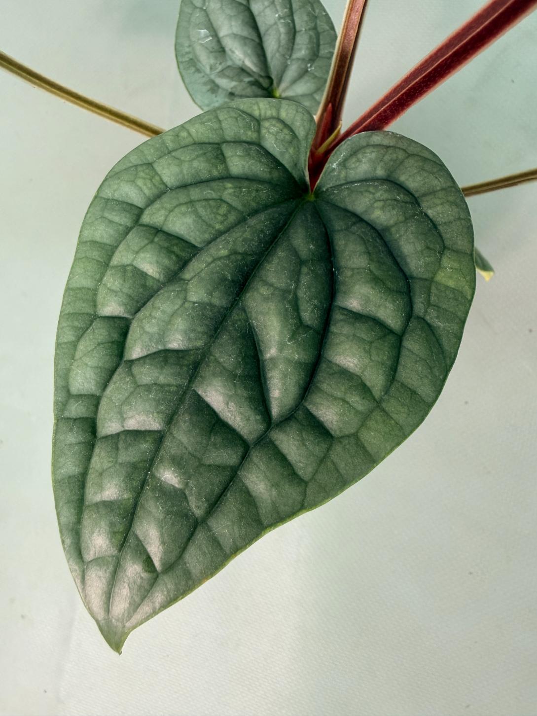 Anthurium Luxurians 08