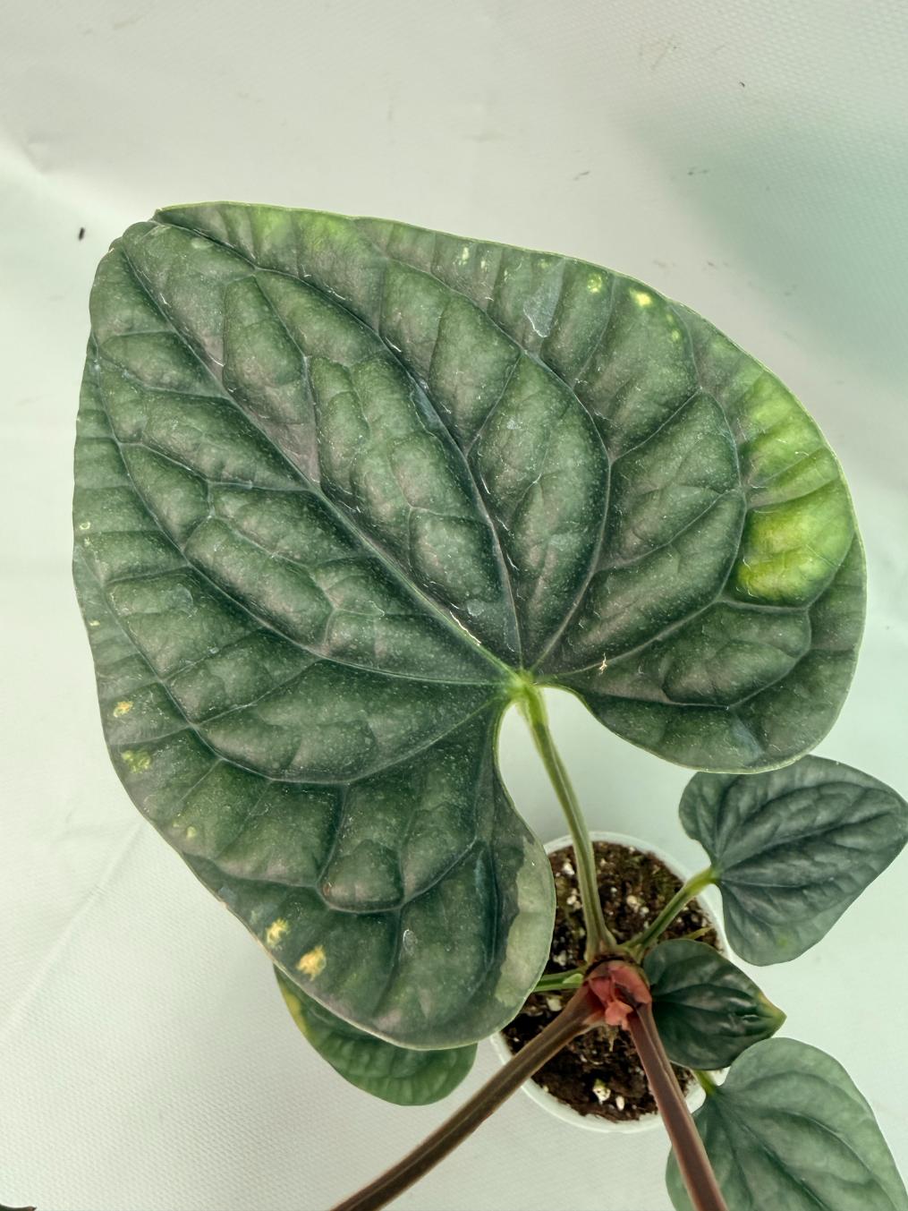Anthurium Luxurians