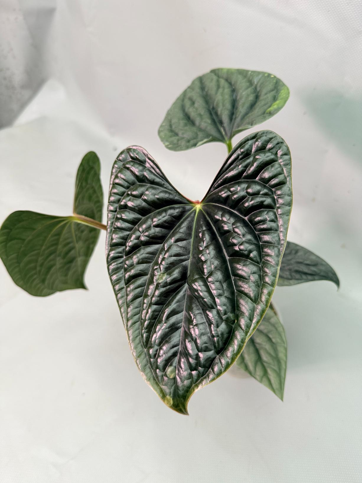 Anthurium Luxurians