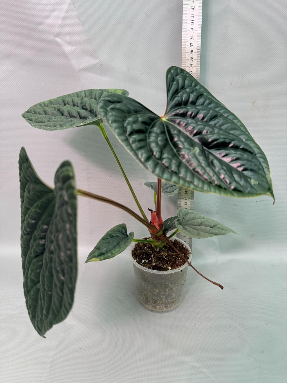 Anthurium Luxurians