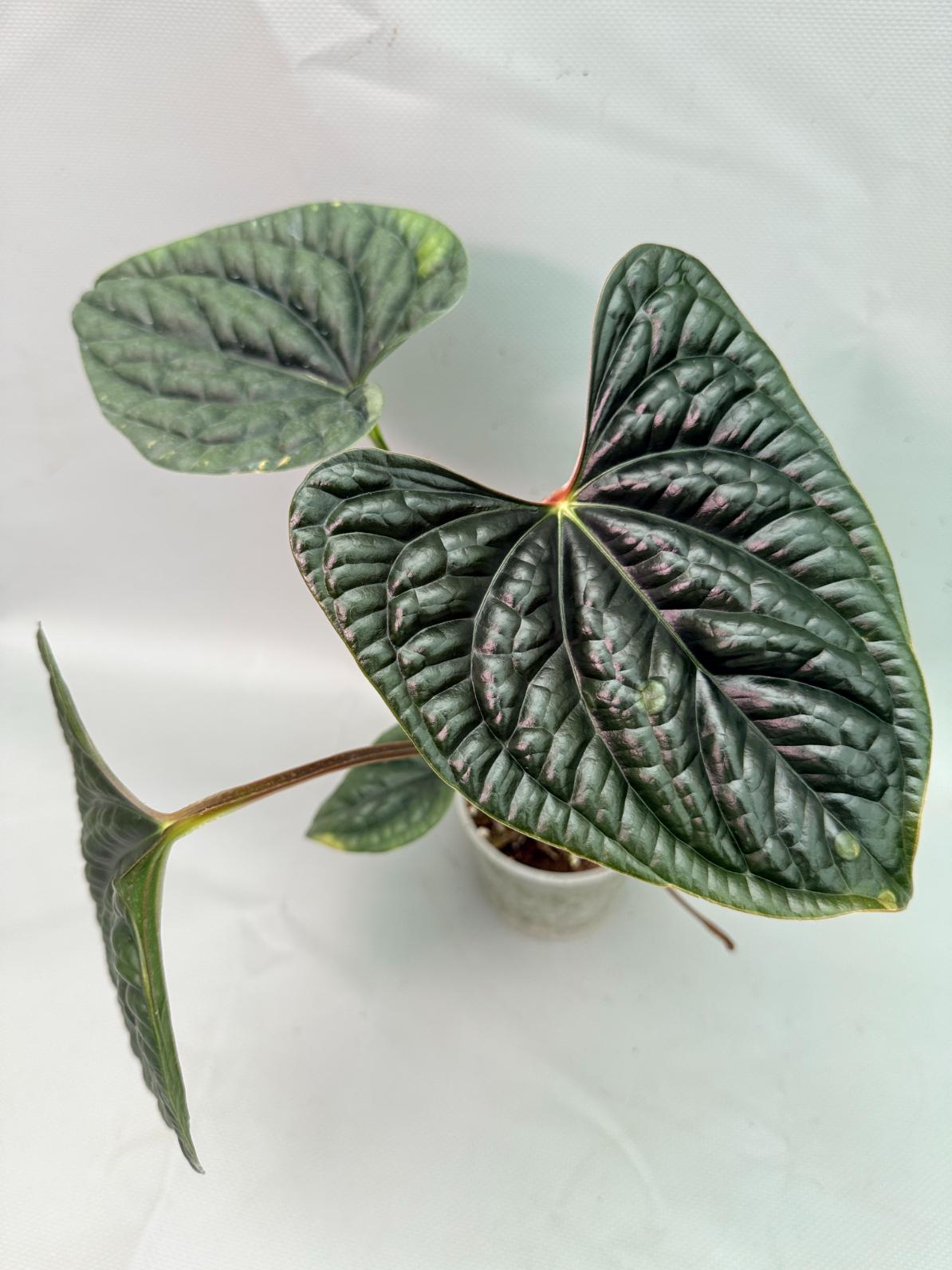 Anthurium Luxurians