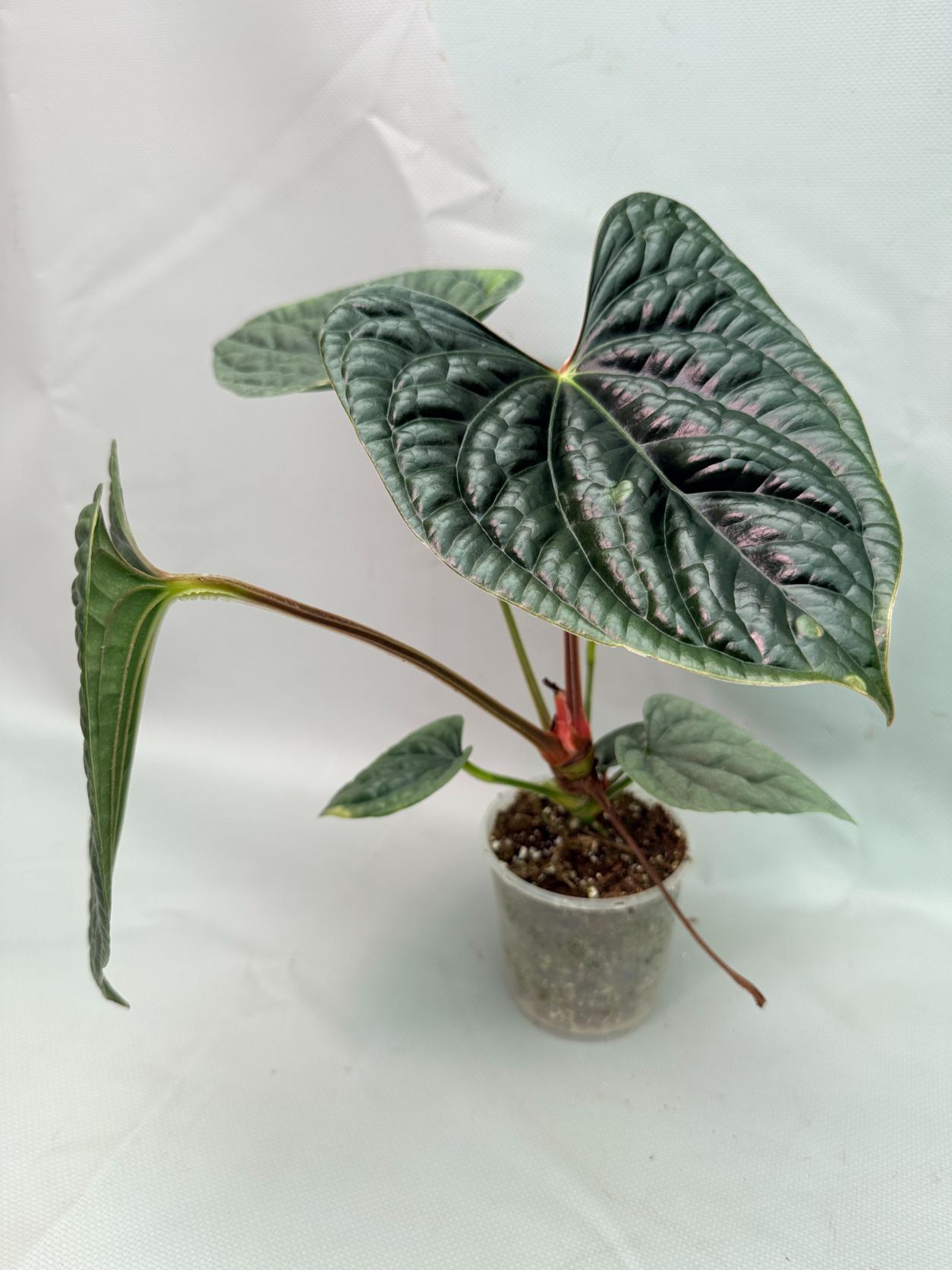 Anthurium Luxurians