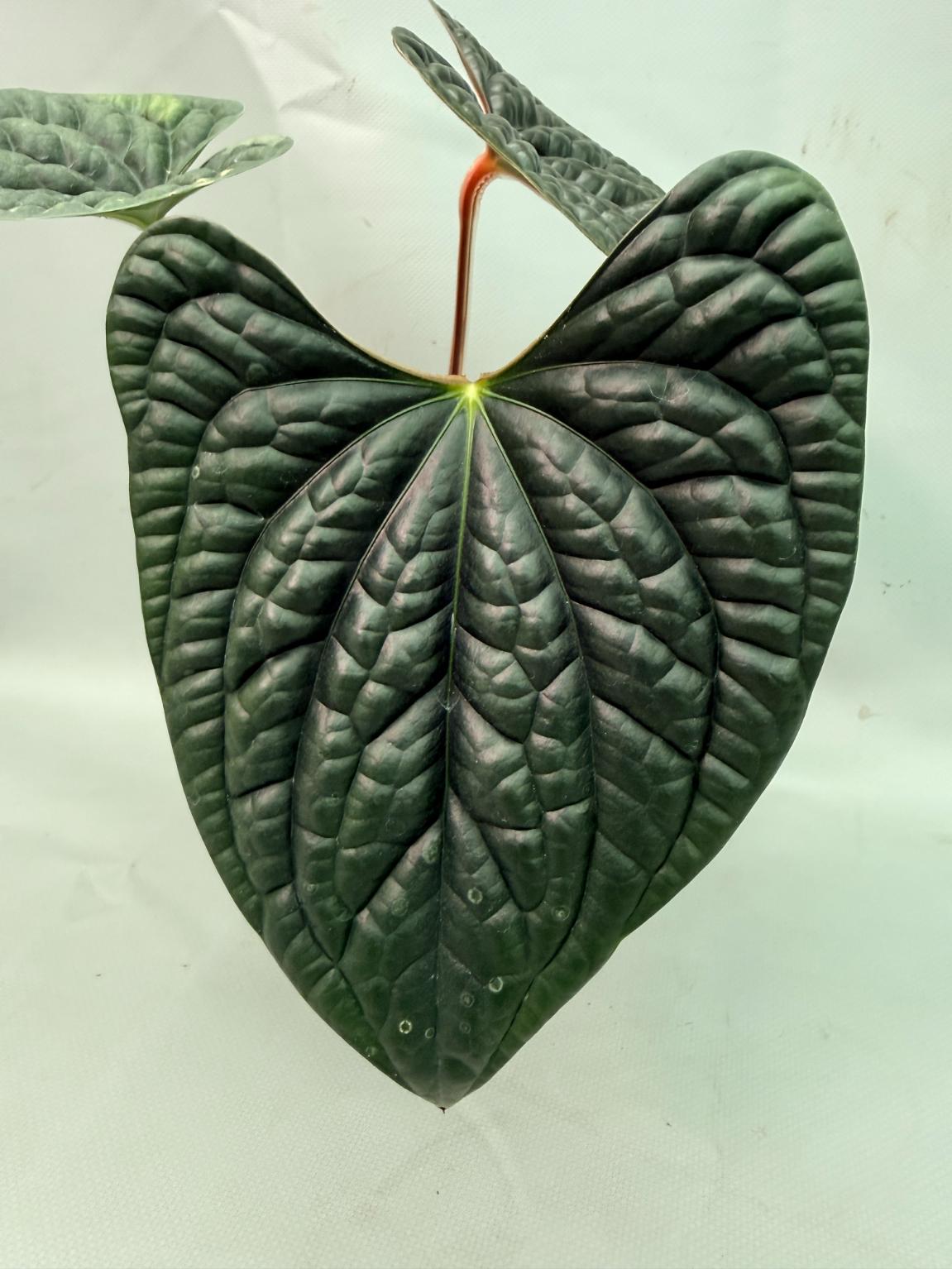 Anthurium Luxurians