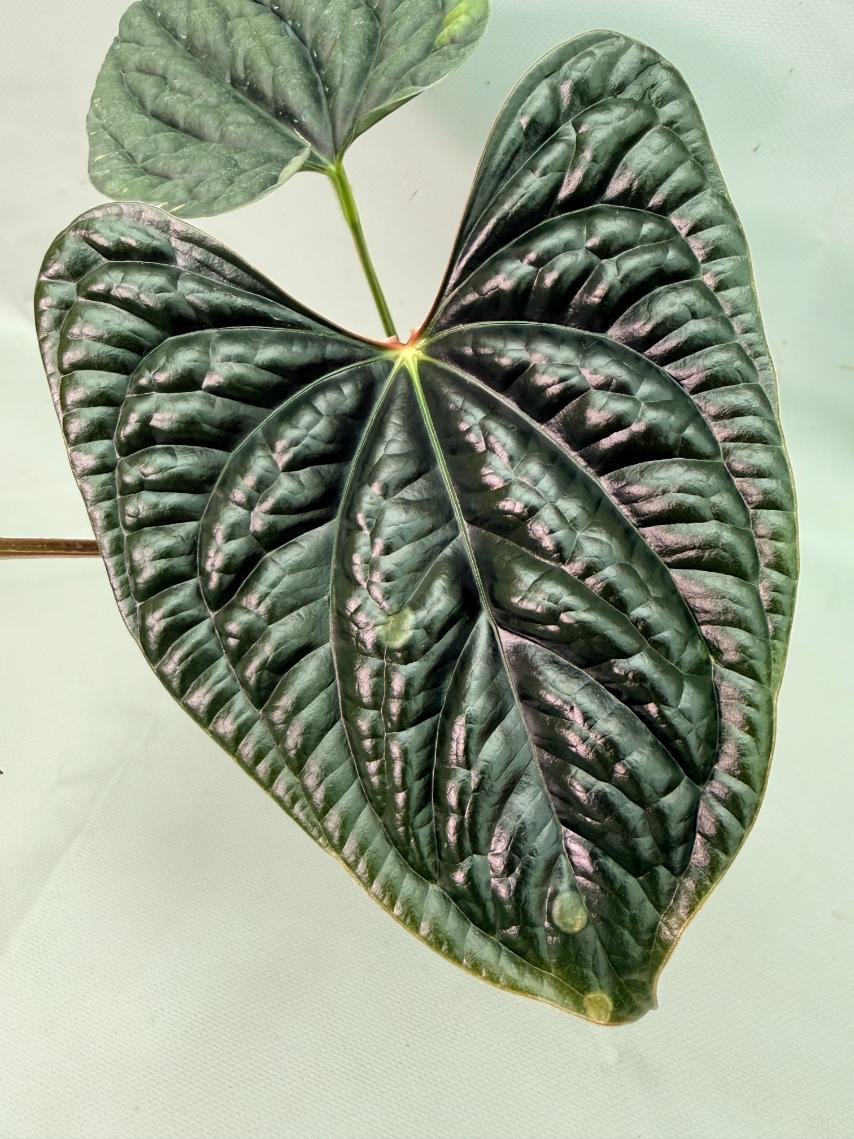 Anthurium Luxurians