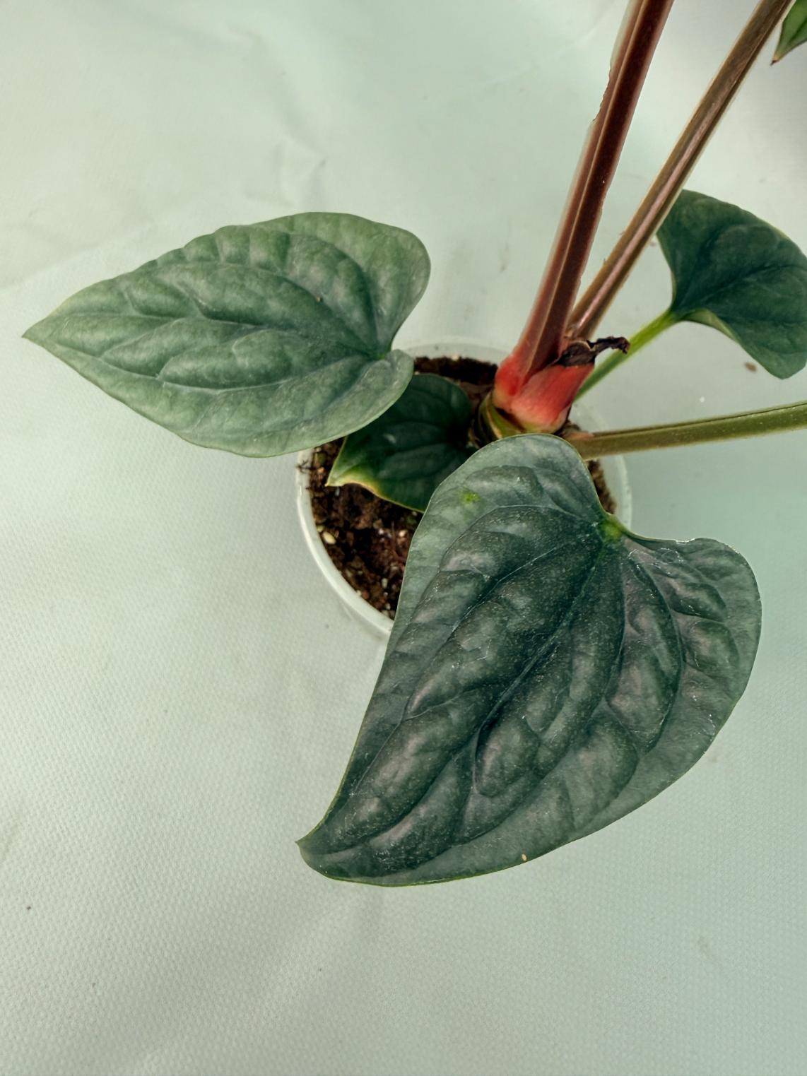 Anthurium Luxurians