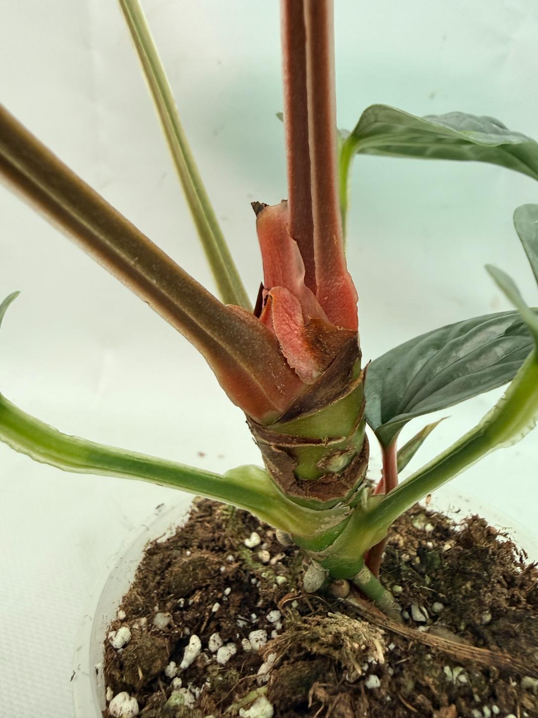 Anthurium Luxurians