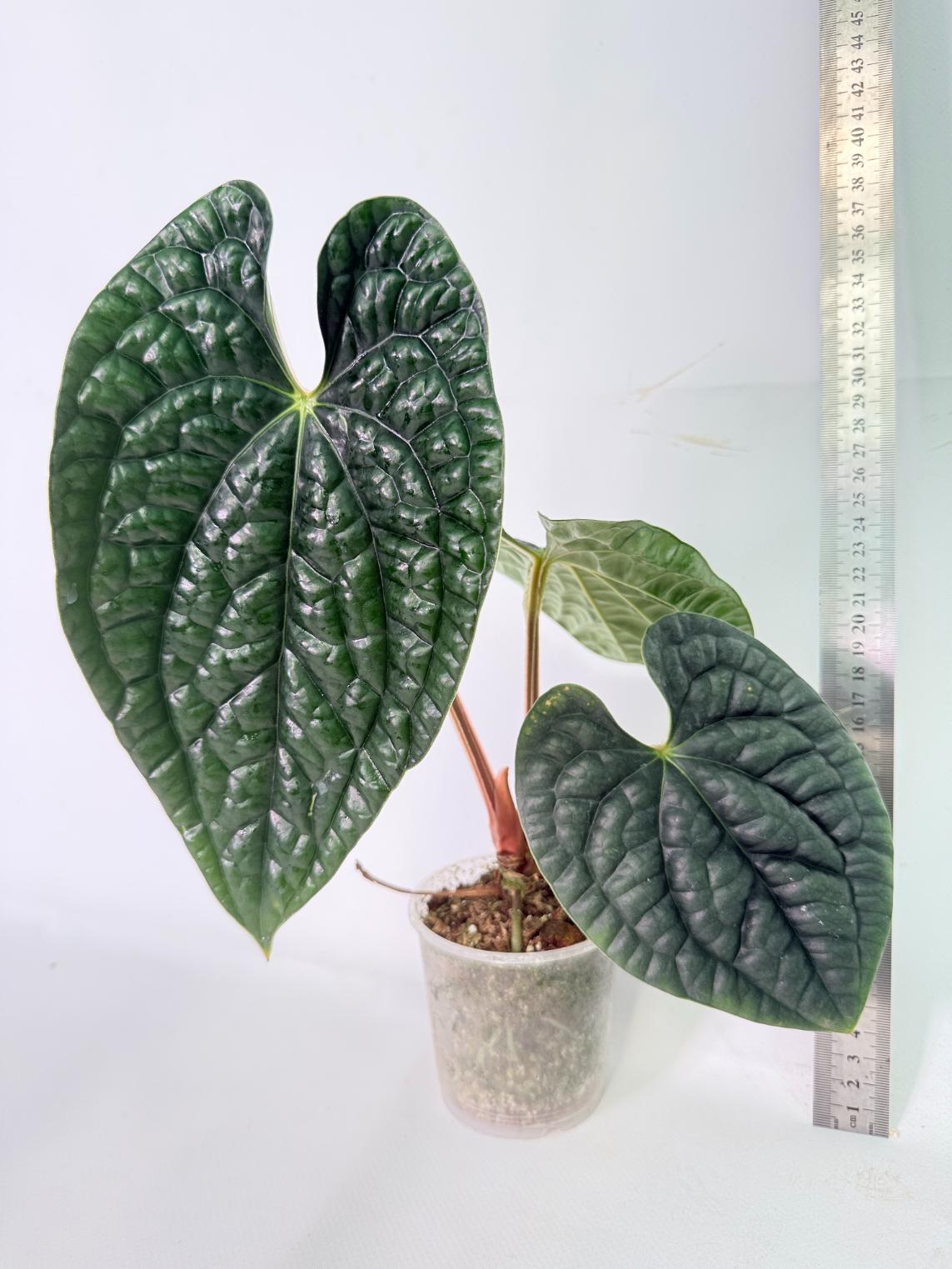 Anthurium Luxurians 02