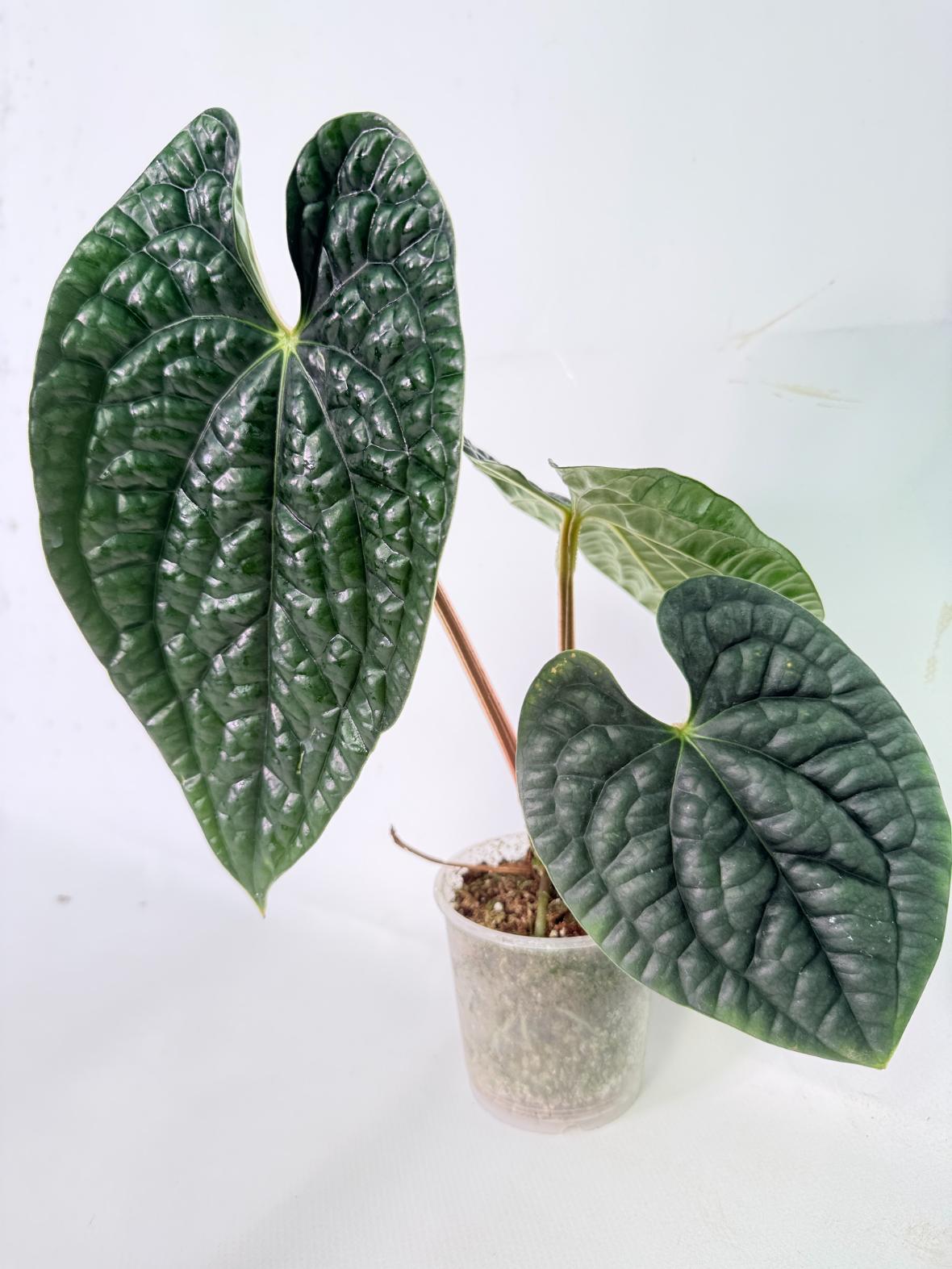 Anthurium Luxurians 01