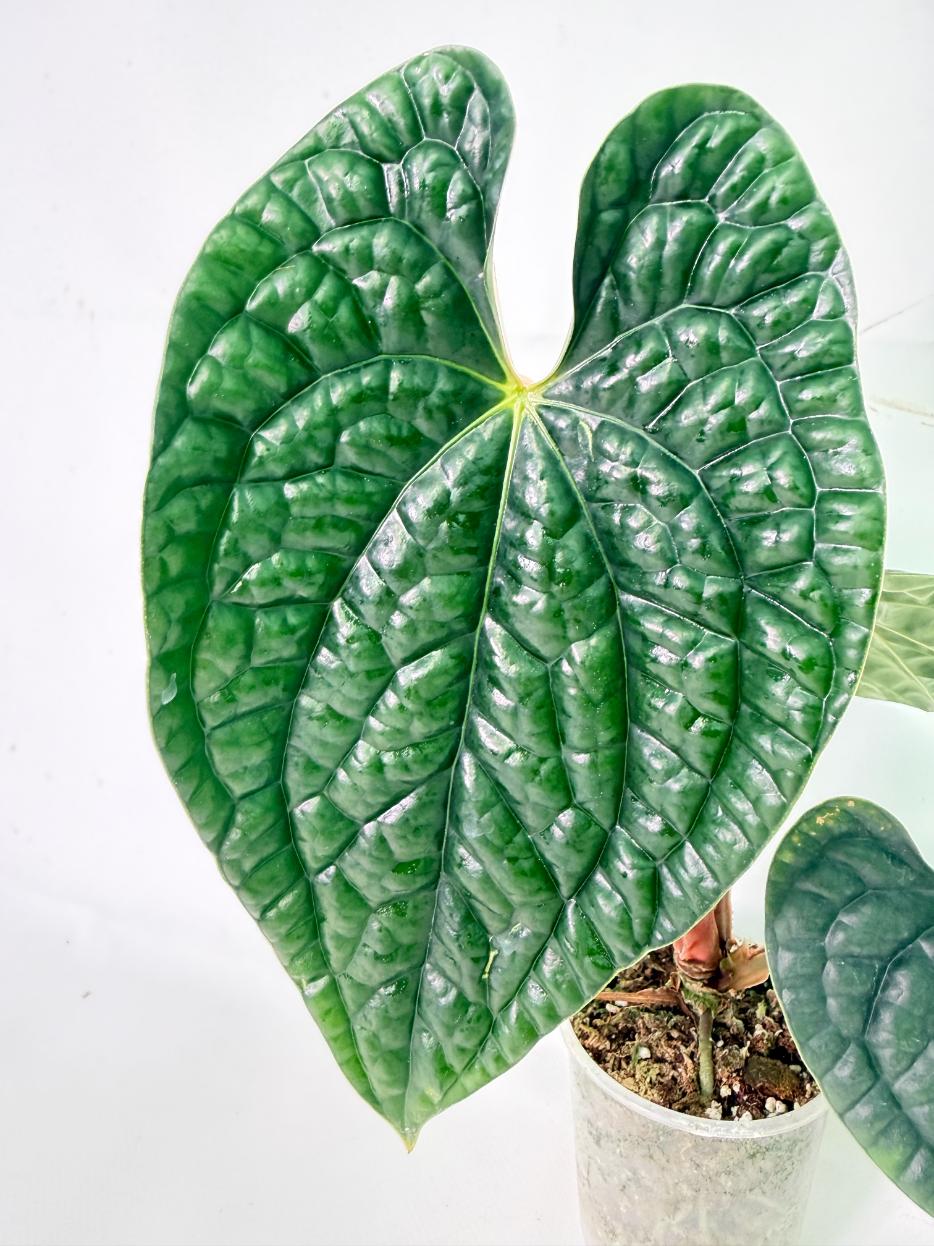 Anthurium Luxurians 03