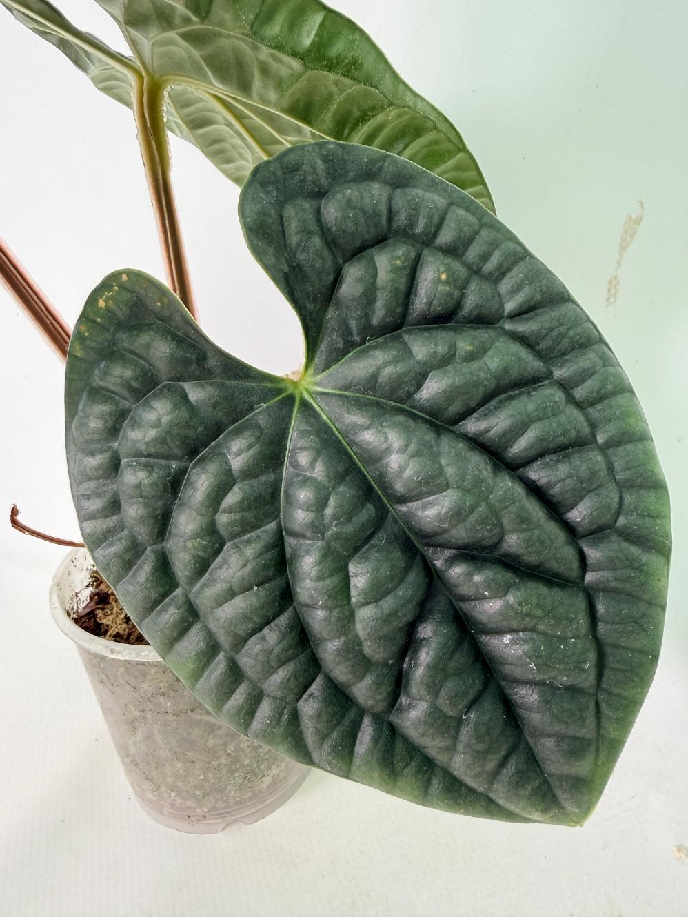 Anthurium Luxurians 04