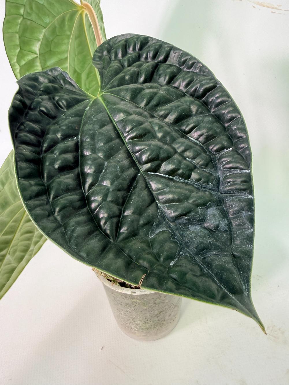 Anthurium Luxurians 05