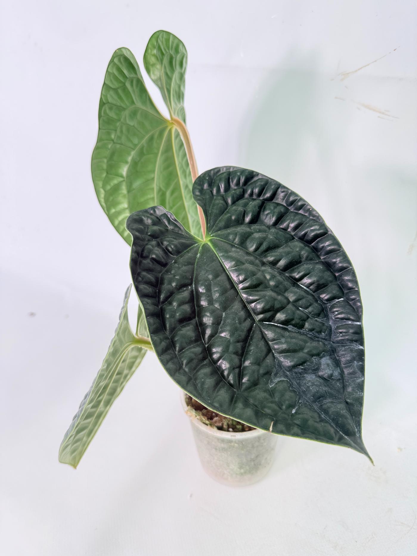 Anthurium Luxurians 06