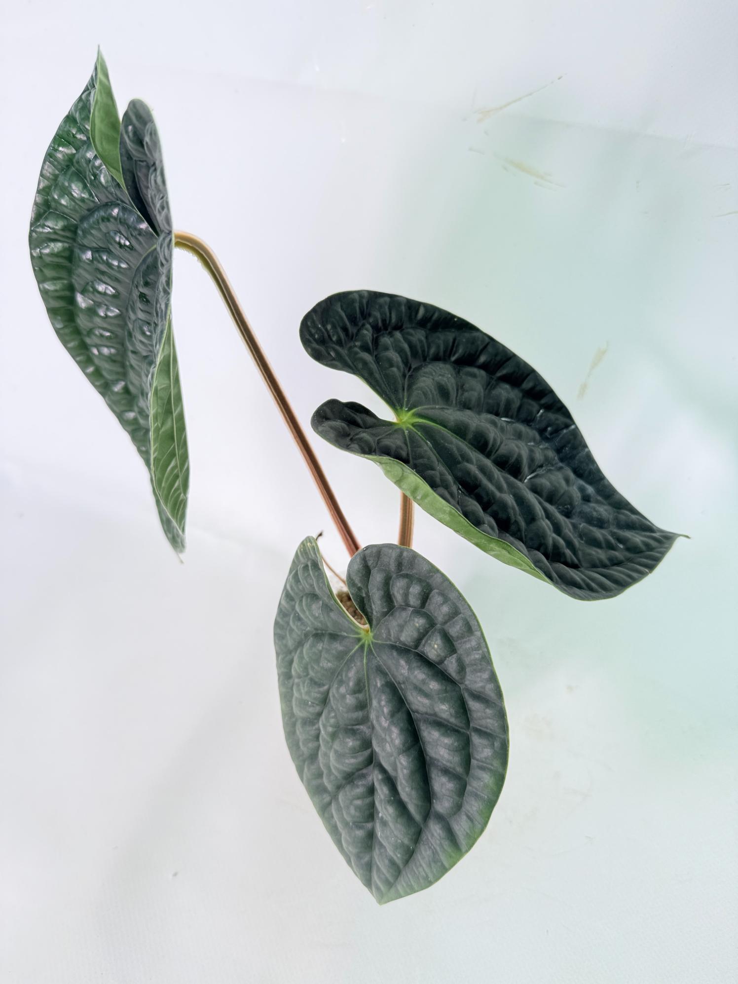 Anthurium Luxurians 07