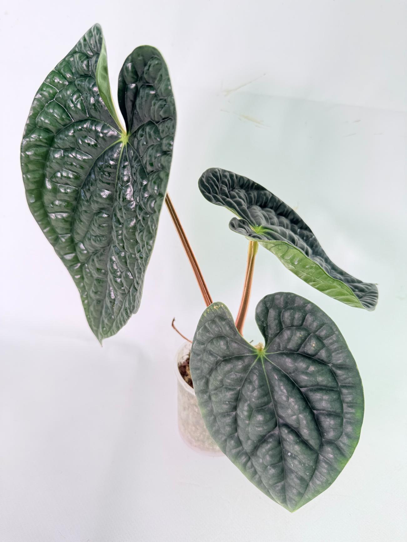 Anthurium Luxurians 08
