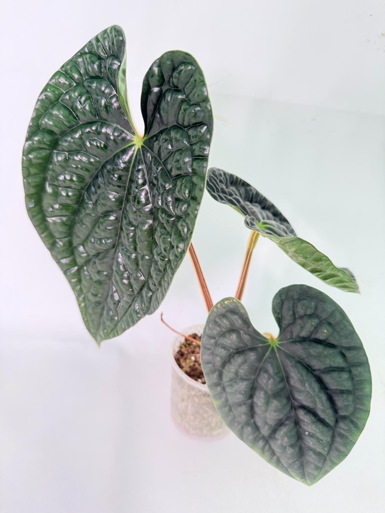 Anthurium Luxurians 09