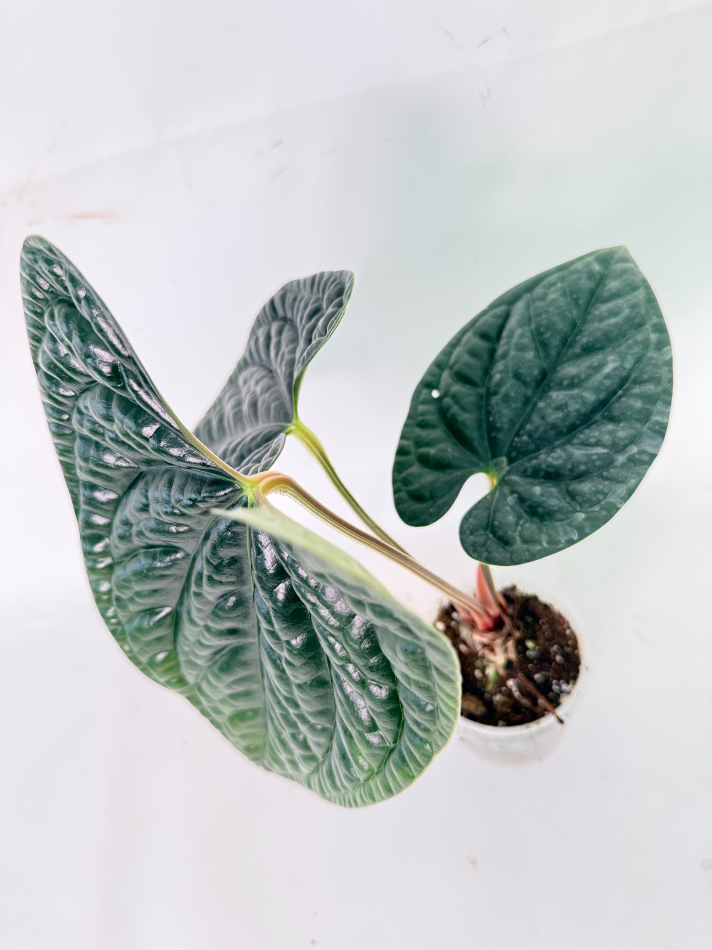 Anthurium Luxurians 09
