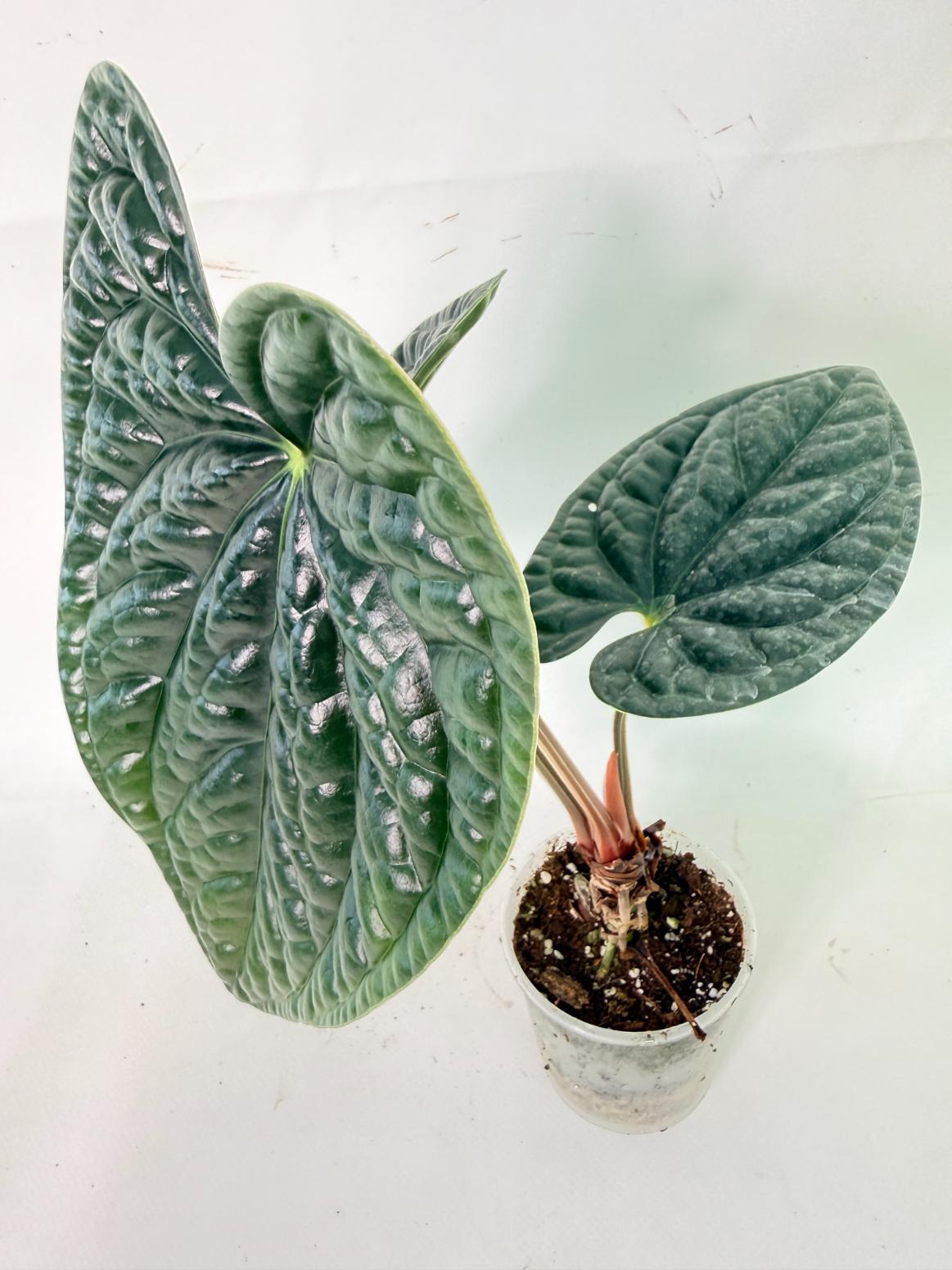 Anthurium Luxurians 10