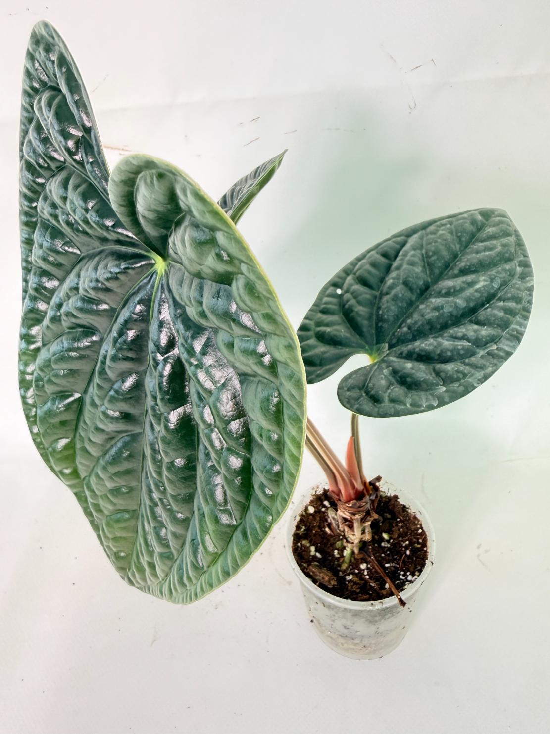 Anthurium Luxurians 11