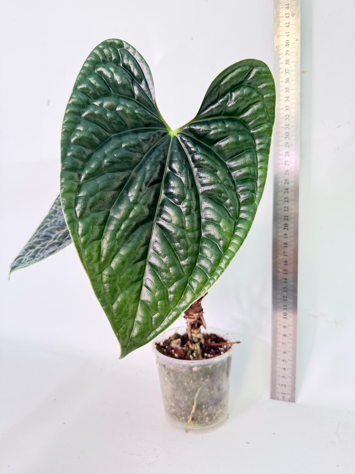 Anthurium Luxurians 03