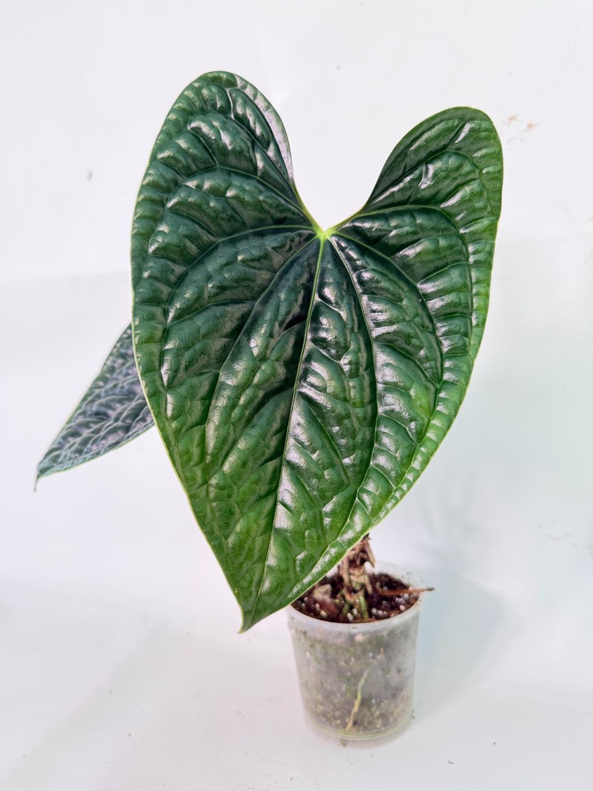 Anthurium Luxurians 01