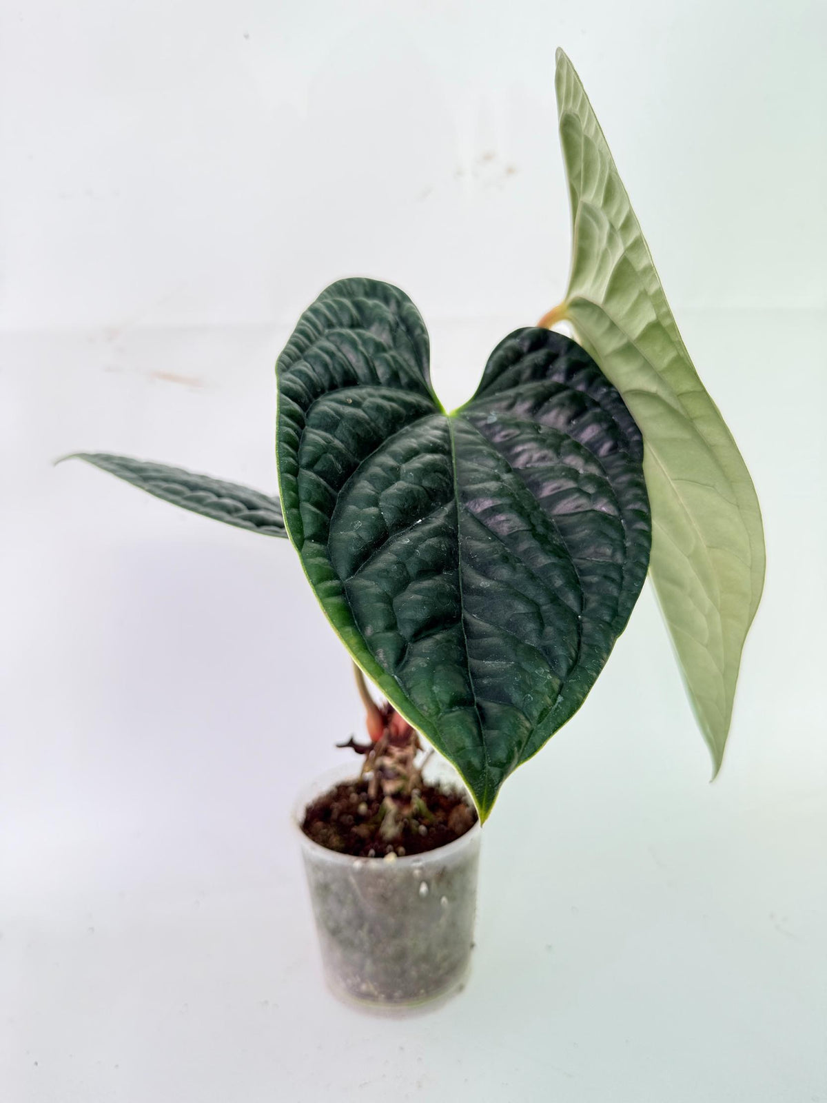 Anthurium Luxurians 02