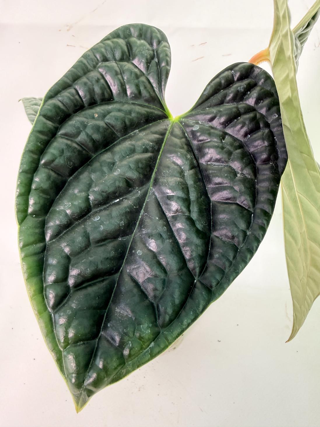 Anthurium Luxurians 04