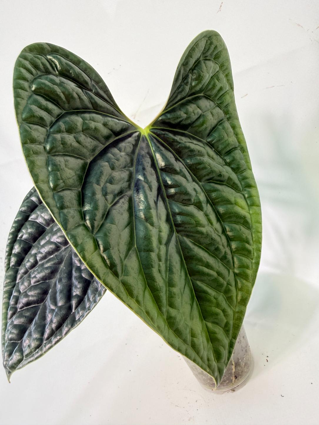 Anthurium Luxurians 05