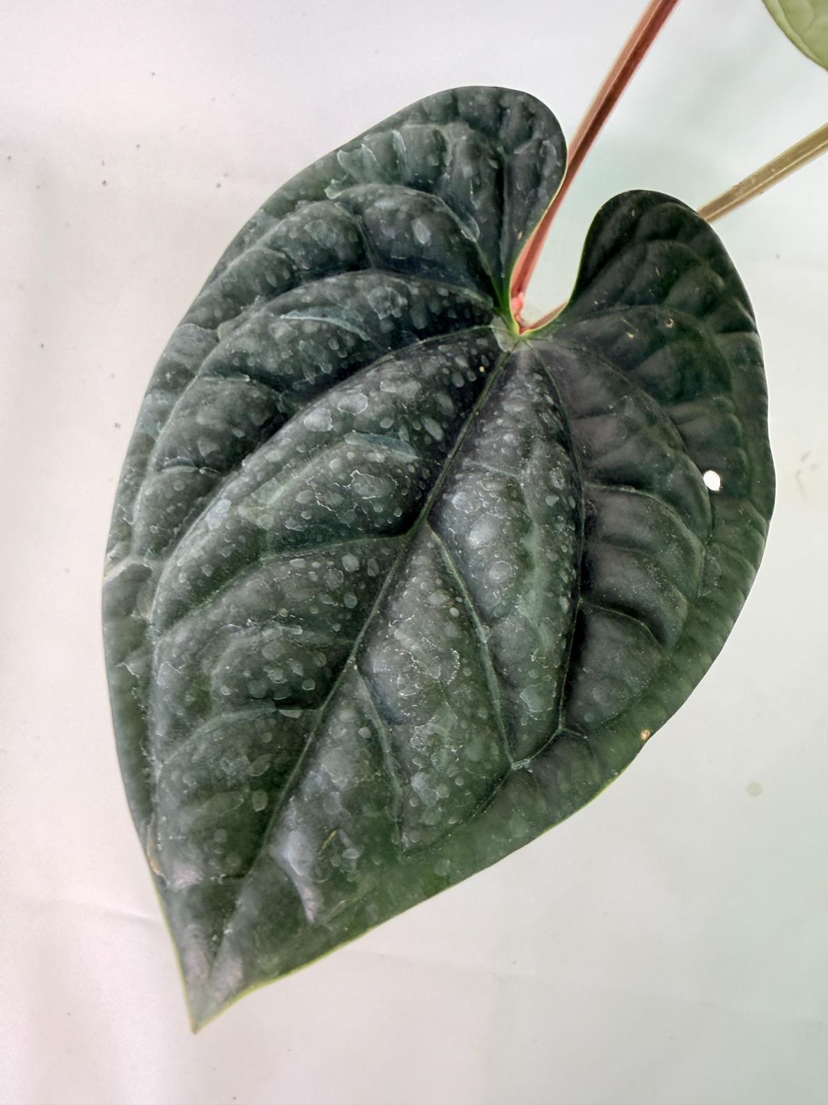 Anthurium Luxurians 06