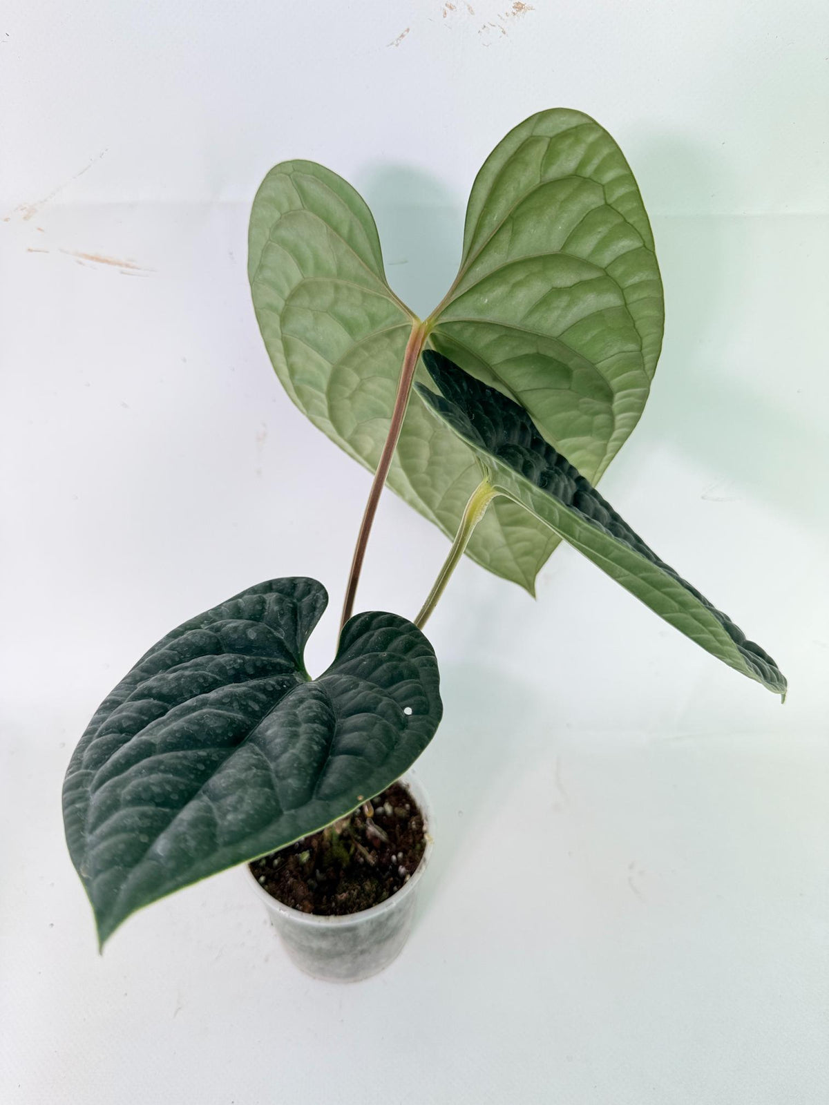 Anthurium Luxurians 07