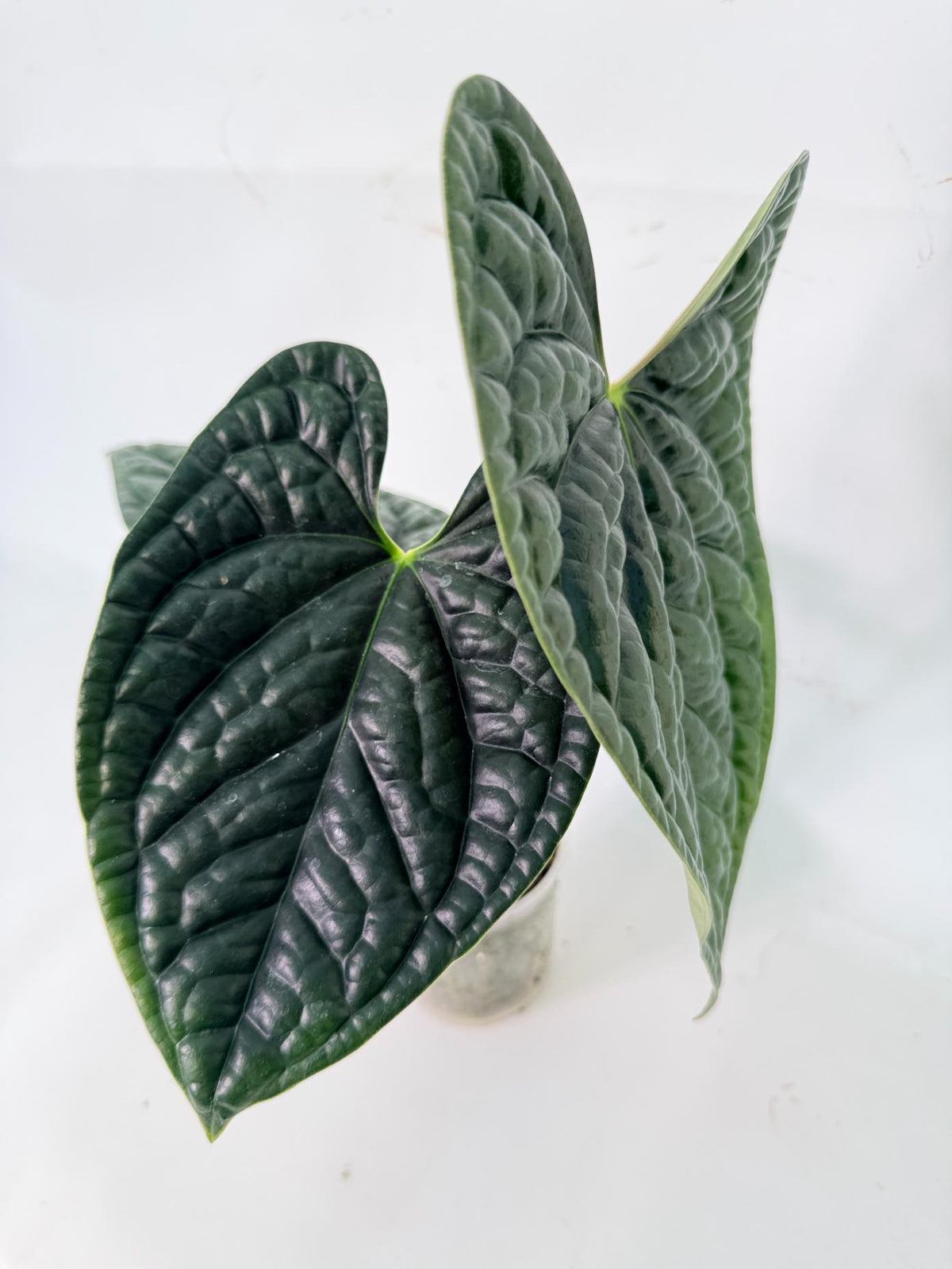 Anthurium Luxurians 08