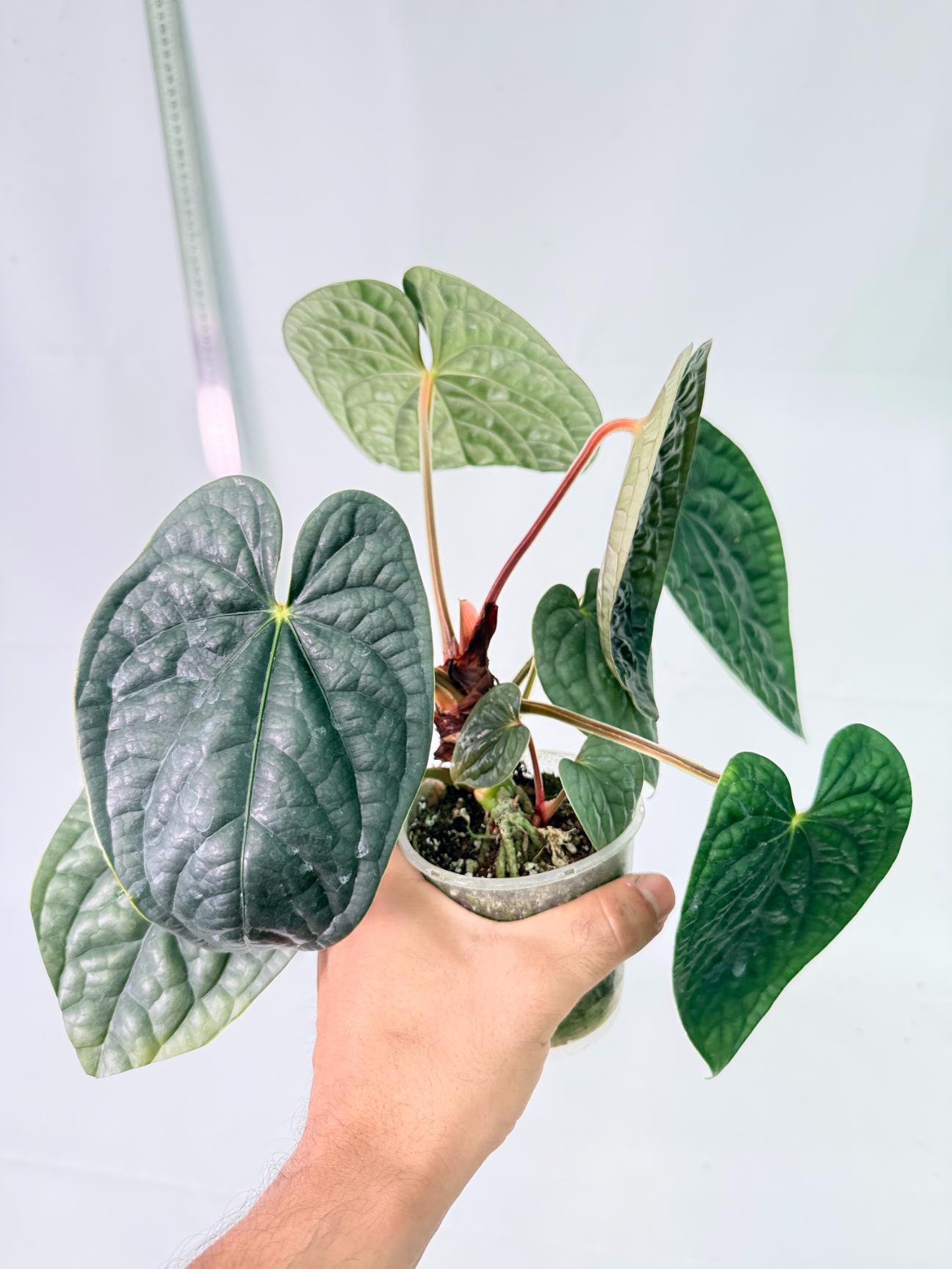 Anthurium Luxurians 3