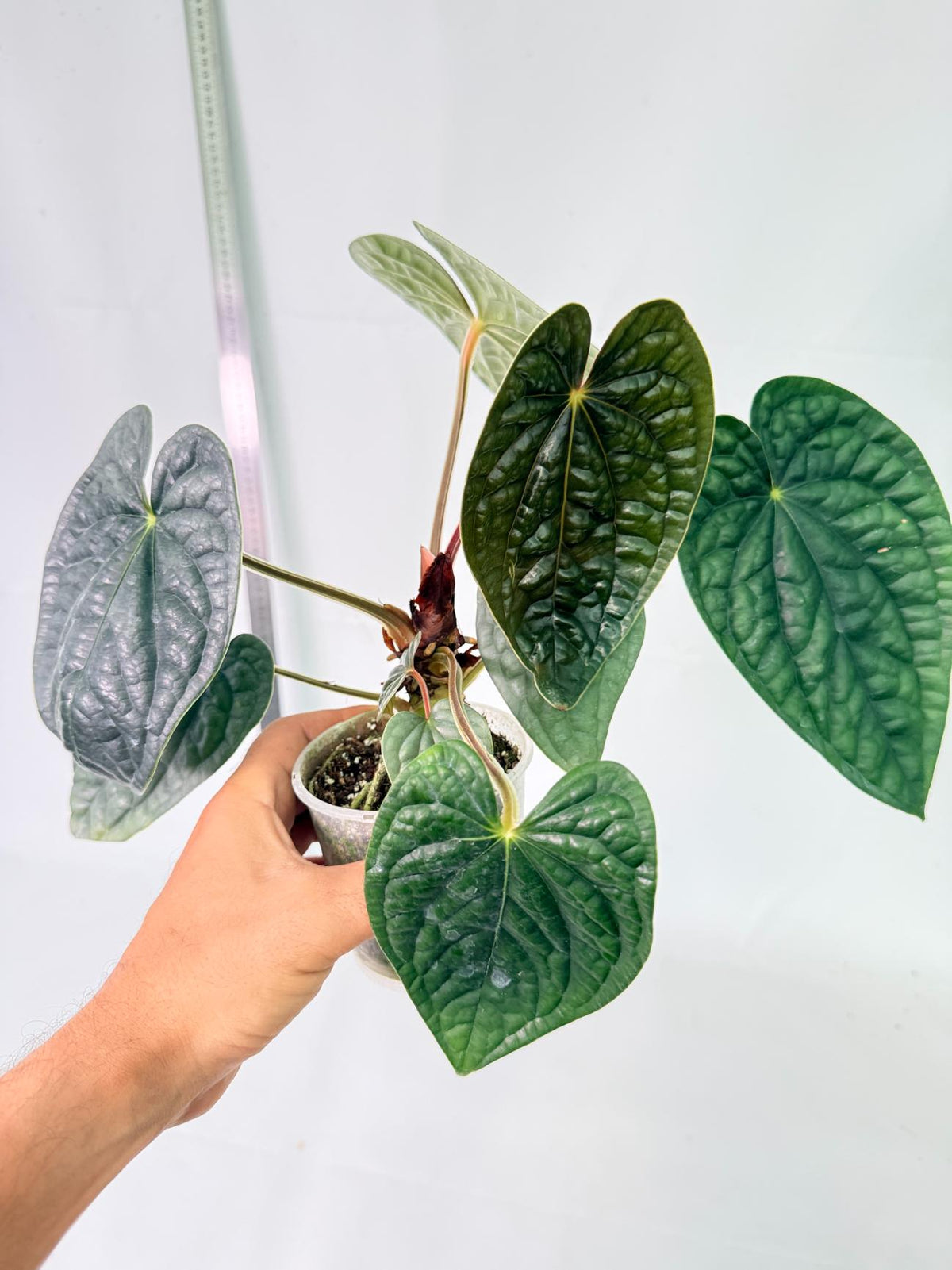 Anthurium Luxurians 9