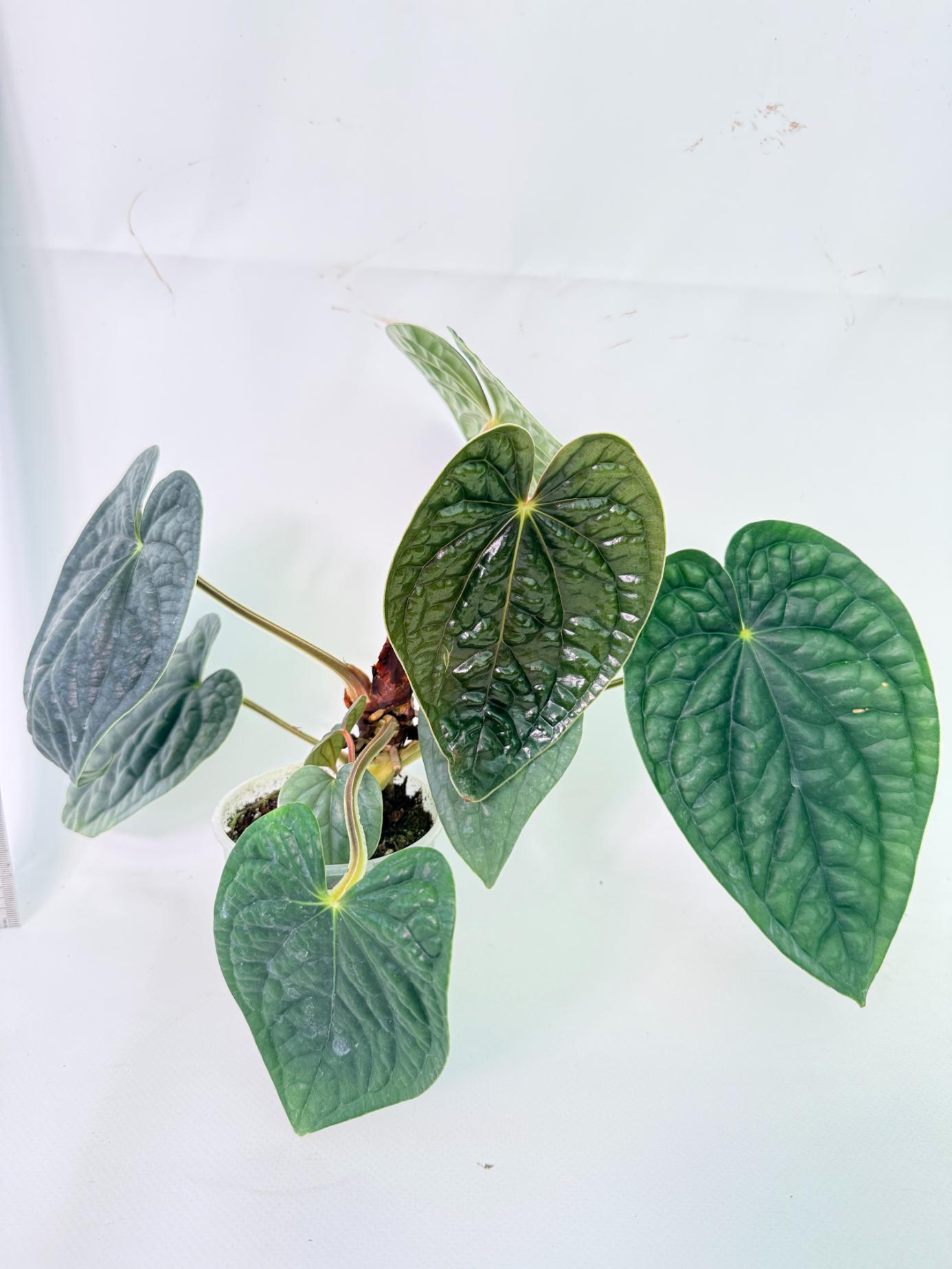Anthurium Luxurians 2