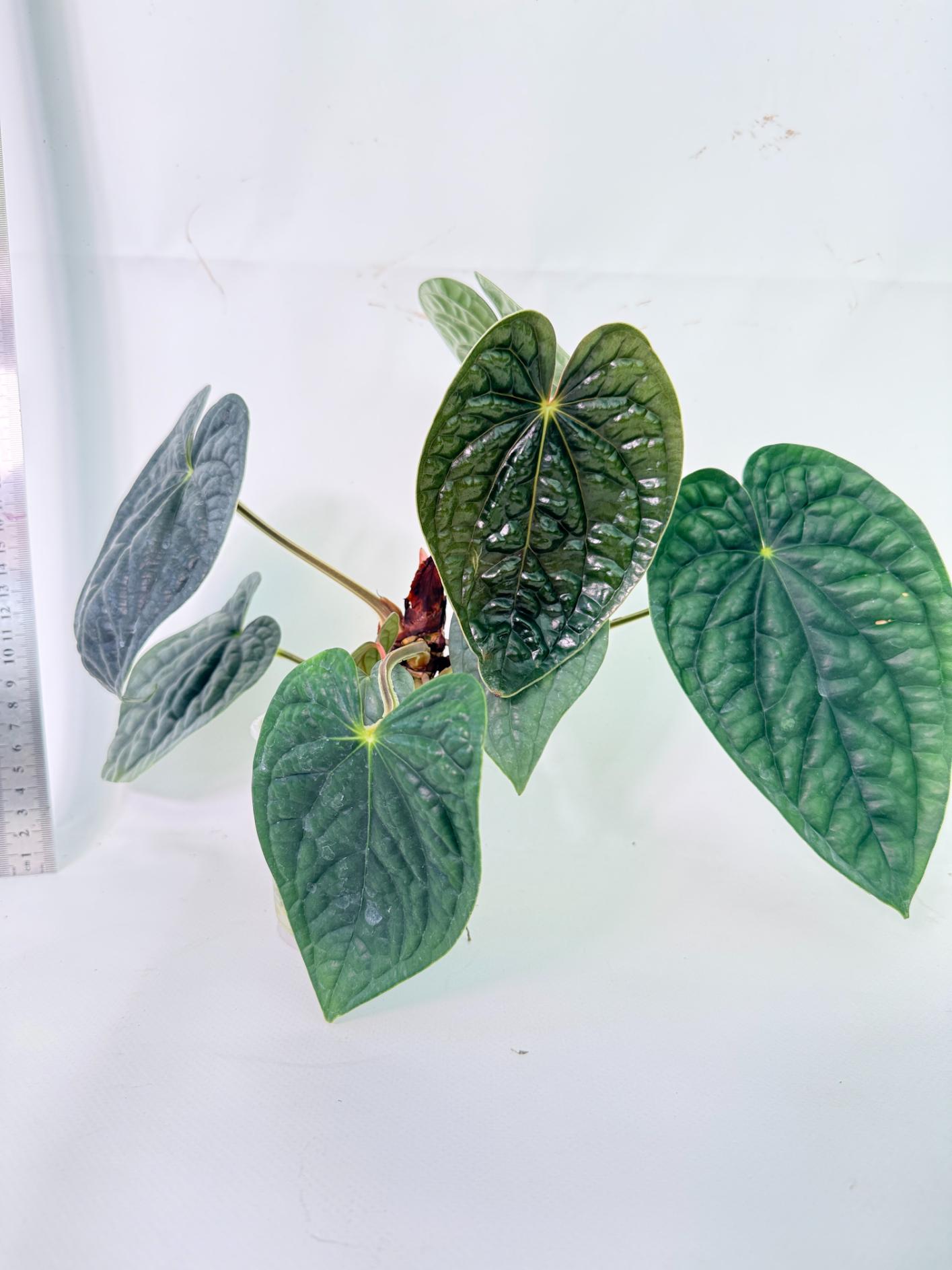 Anthurium Luxurians 4