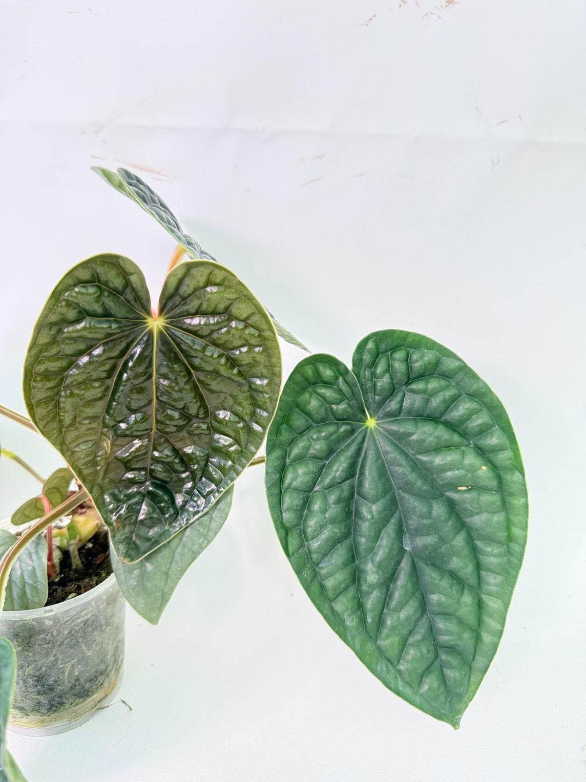 Anthurium Luxurians 5