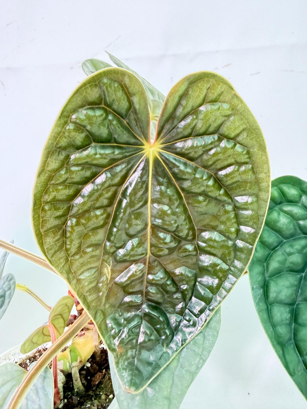 Anthurium Luxurians 1