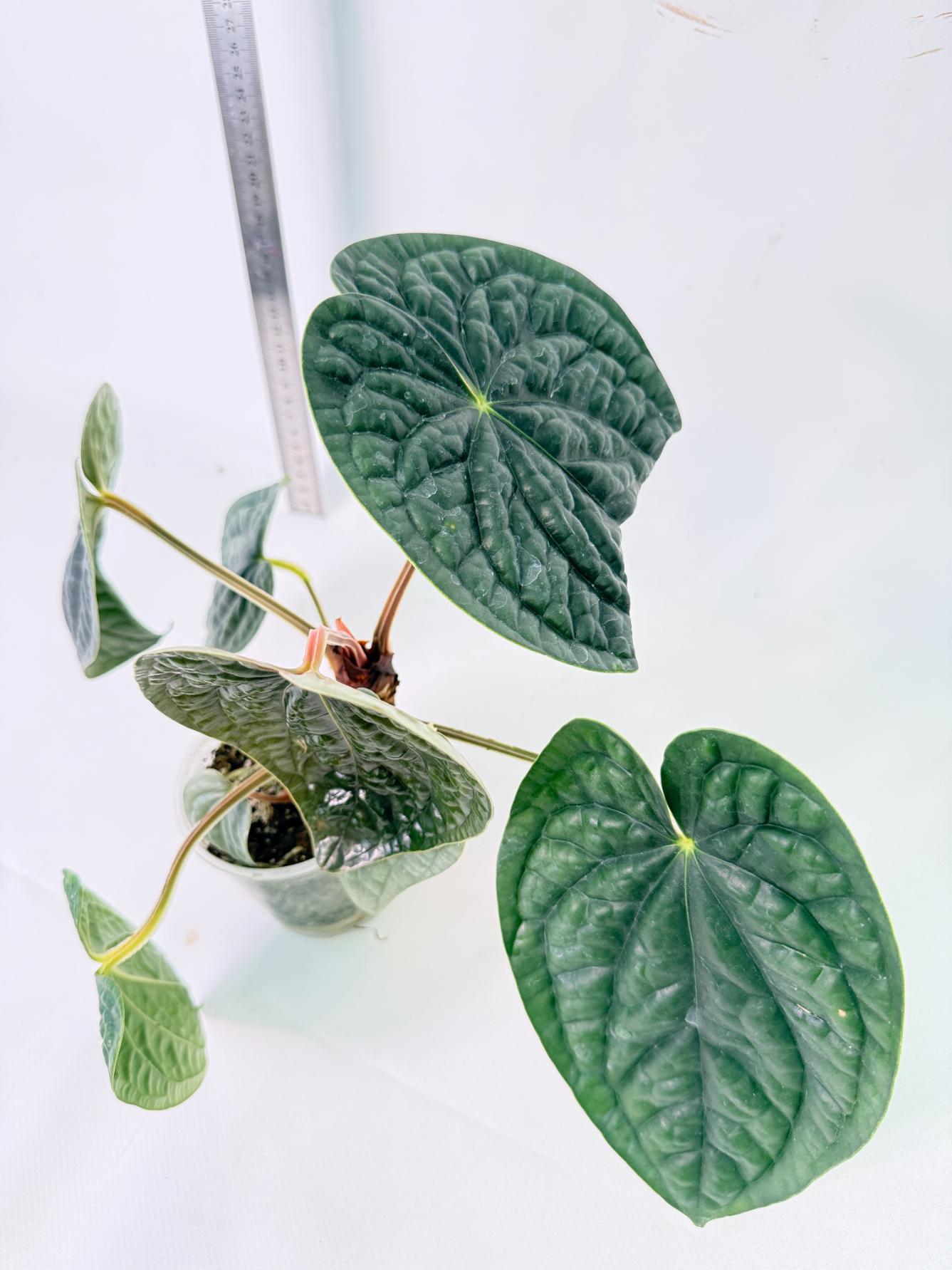 Anthurium Luxurians 6