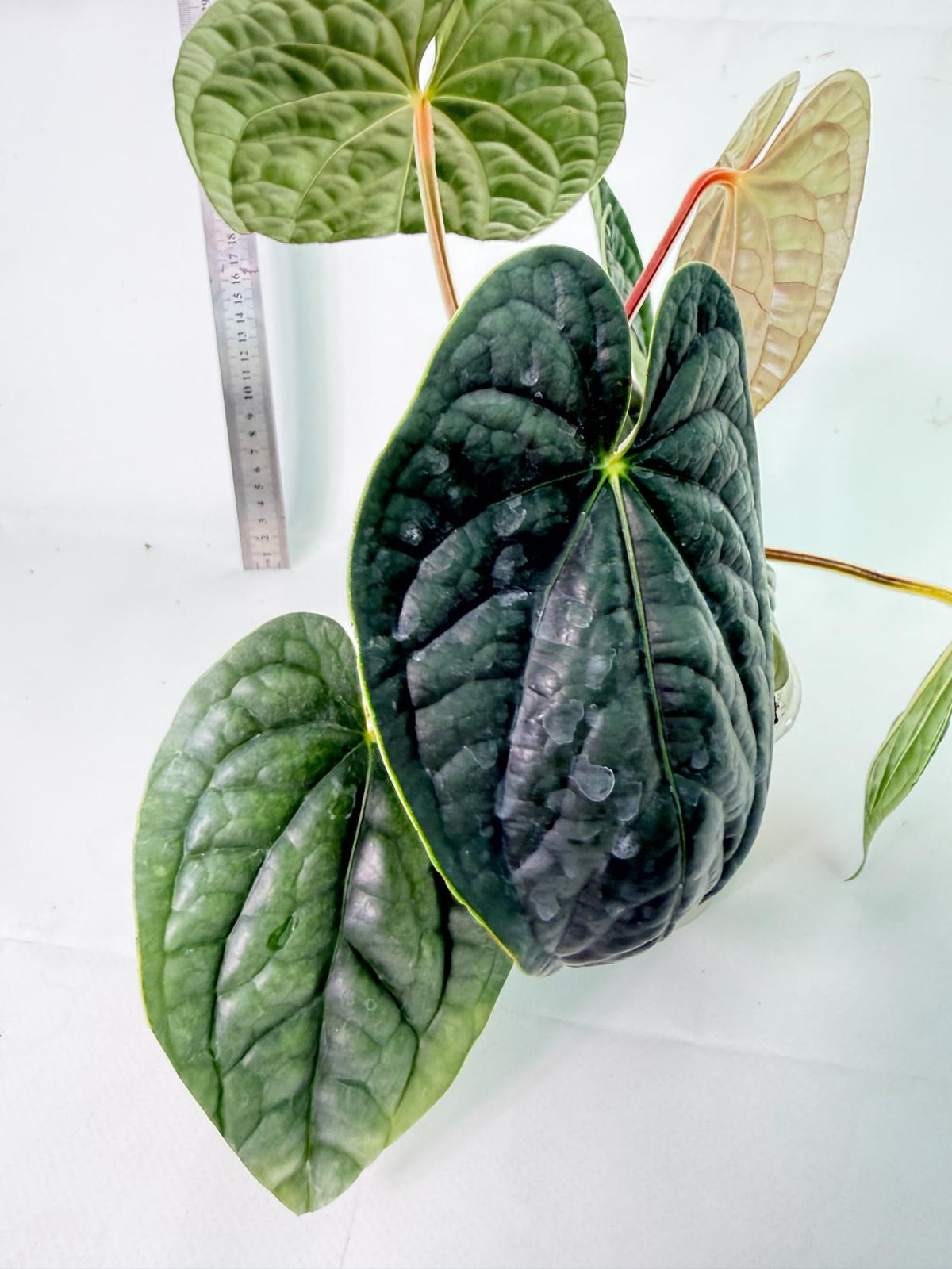 Anthurium Luxurians 7