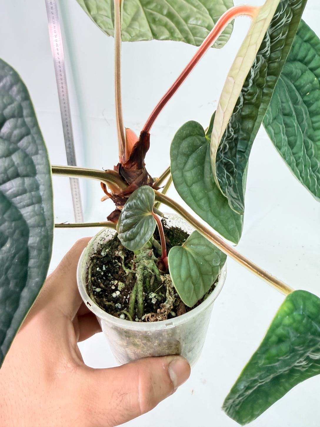 Anthurium Luxurians 8